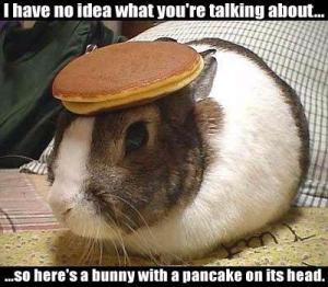 bunny with a pancake on its head